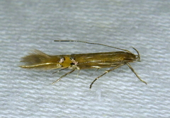 Cosmopterix fernaldella