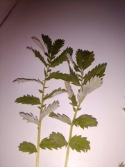 Argentina anserina