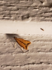 Dichomeris heriguronis