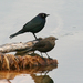 Brewer's Blackbird - Photo (c) Lynette Schimming, some rights reserved (CC BY-NC-SA)