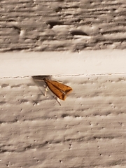 Dichomeris heriguronis