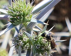 Exoneuridia libanensis