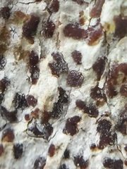 Arthonia nigrocincta