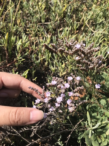 iNaturalist observation photo of Sea-Lavenders