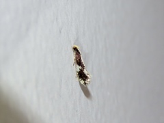 Monopis dorsistrigella