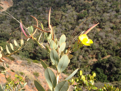 Dendromecon harfordii