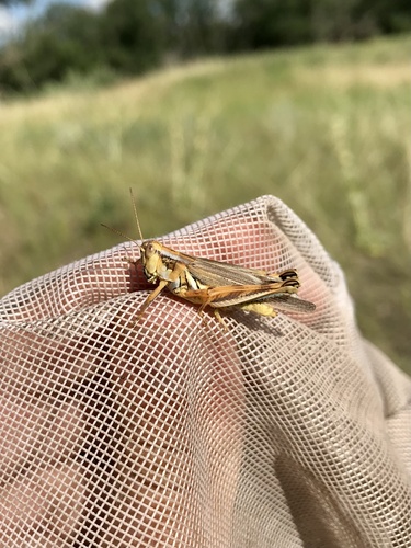 Yellowish Spur-throat Grasshopper photo 3