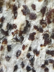 Arthonia nigrocincta
