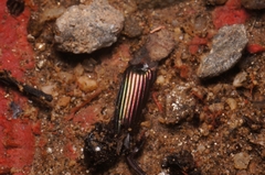 Coleoptera