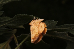 Epholca auratilis