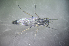 Ozodiceromyia argentata