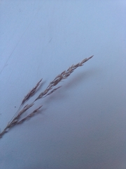 Agrostis gigantea