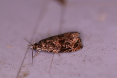 Olethreutes nigranum