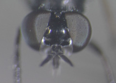 Ozodiceromyia argentata