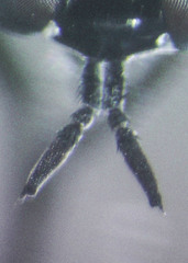 Ozodiceromyia argentata