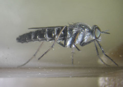 Ozodiceromyia argentata