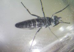 Ozodiceromyia argentata