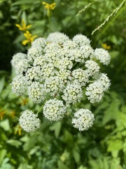 Ligusticum canbyi