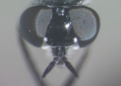 Ozodiceromyia argentata