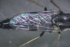 Ozodiceromyia argentata