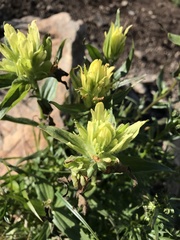 Castilleja unalaschcensis