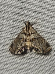 Neargyractis slossonalis