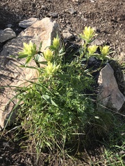 Castilleja unalaschcensis