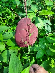 Chenopodium standleyanum