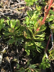 Castilleja unalaschcensis
