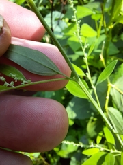 Chenopodium standleyanum
