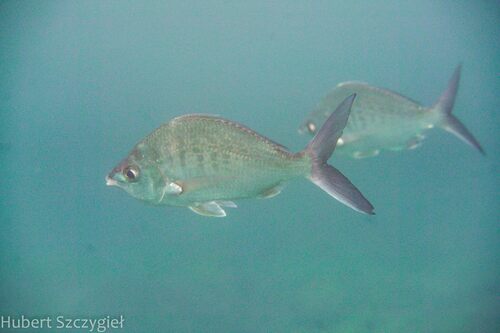 Pacific Yellowfin Mojarra