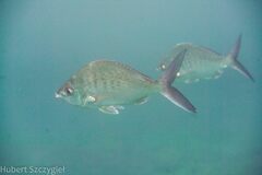 Pacific Yellowfin Mojarra photo 1