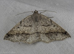 Prochoerodes forficaria