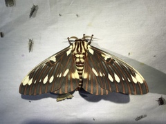 Citheronia splendens sinaloensis