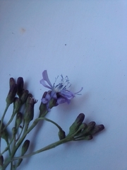 Lactuca sibirica