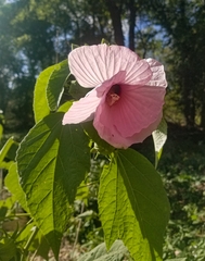 Hibiscus lasiocarpos