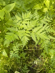 Ligusticum canbyi