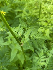 Ligusticum canbyi