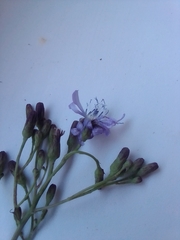 Lactuca sibirica