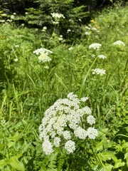 Ligusticum canbyi