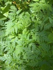 Ligusticum canbyi