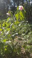 Hibiscus lasiocarpos