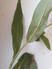 Lactuca sibirica