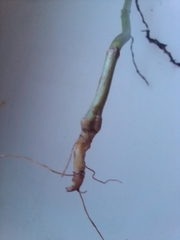 Lactuca sibirica