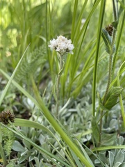 Antennaria corymbosa