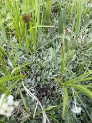 Antennaria corymbosa