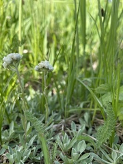 Antennaria corymbosa