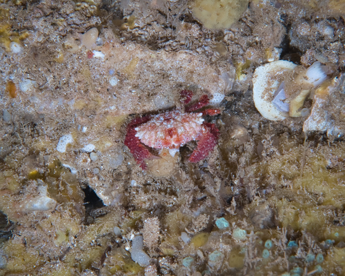 Epiactaea nodulosa observed 2022-07-23