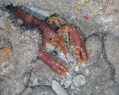 Enoplometopus occidentalis