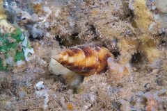 Nebularia